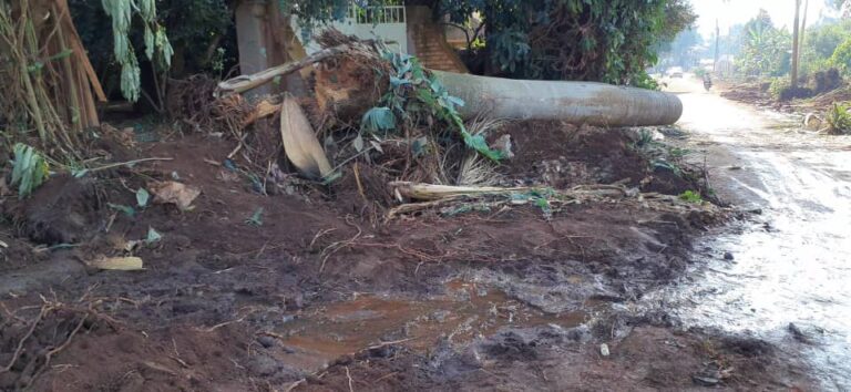 Falling Tree Kills Woman in Mukono Road Construction WhatsApp Image 2025 06 27 at 5.26.52 PM