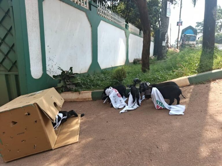 Pigs Dumped at Democratic Party Offices in Apparent Political Protest WhatsApp Image 2025 08 05 at 11.24.35 AM 1